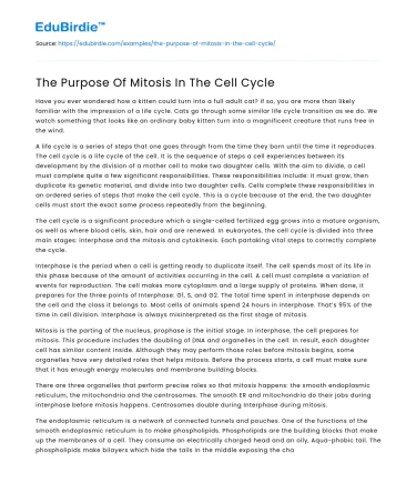 The Purpose Of Mitosis In The Cell Cycle