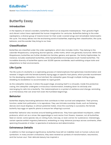 Butterfly Essay