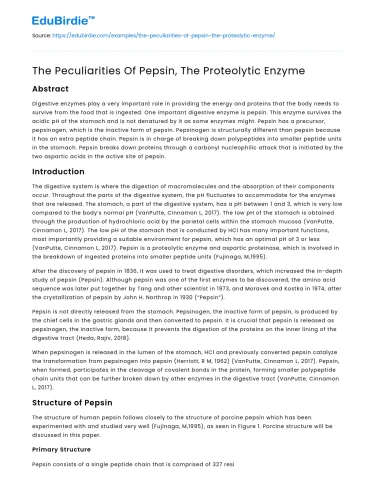 The Peculiarities Of Pepsin, The Proteolytic Enzyme