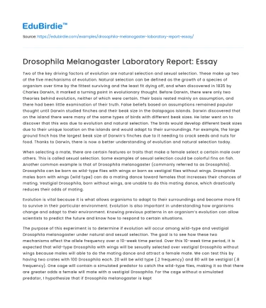 Drosophila Melanogaster Laboratory Report: Essay