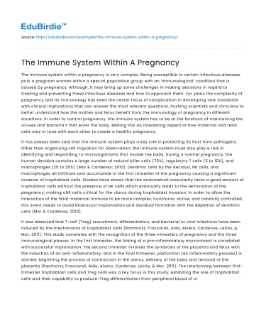 The Immune System Within A Pregnancy