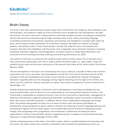 Brain Essay