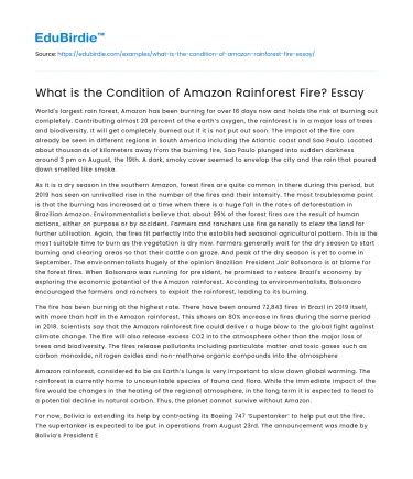 What is the Condition of Amazon Rainforest Fire? Essay