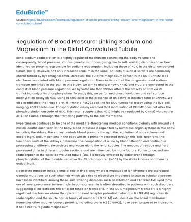 Blood Pressure Regulation: Sodium-Magnesium Link in Distal Tubule