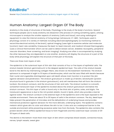 Human Anatomy: Largest Organ Of The Body