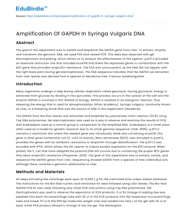 Amplification Of GAPDH In Syringa Vulgaris DNA