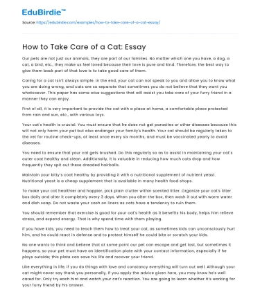How to Take Care of a Cat: Essay