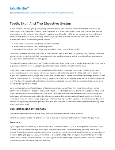Teeth, Skull And The Digestive System