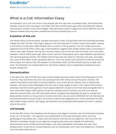 What Is a Cat: Information Essay