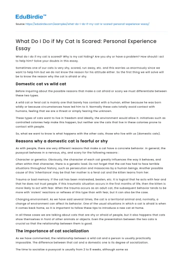 What Do I Do if My Cat Is Scared: Personal Experience Essay