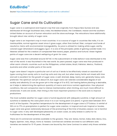 Sugar Cane and Its Cultivation