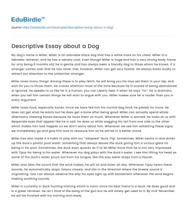 Descriptive Essay about a Dog