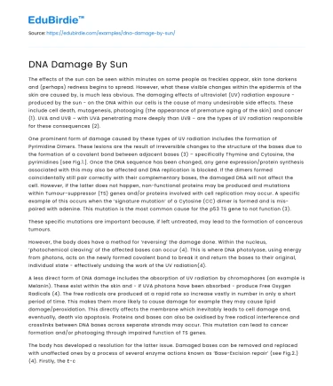DNA Damage By Sun