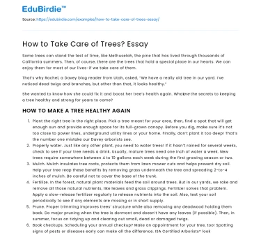 How to Take Care of Trees? Essay