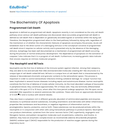 The Biochemistry Of Apoptosis