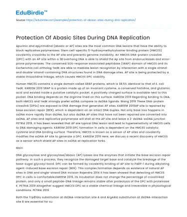 Protection Of Abasic Sites During DNA Replication