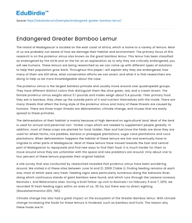 Endangered Greater Bamboo Lemur