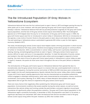 The Re-introduced Population Of Gray Wolves In Yellowstone Ecosystem