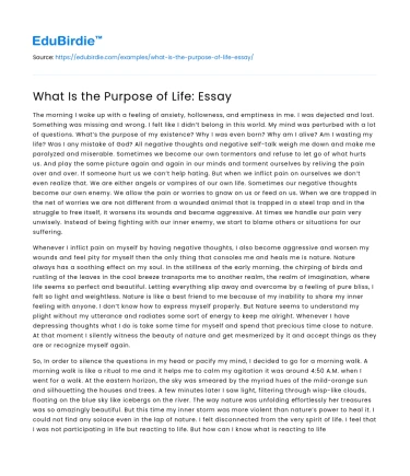 What Is the Purpose of Life: Essay