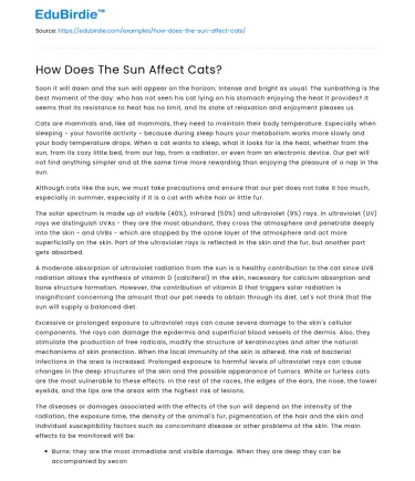 How Does The Sun Affect Cats?
