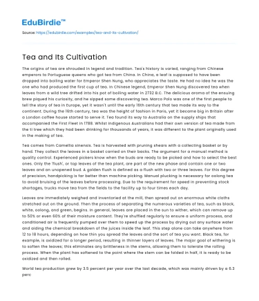 Tea and Its Cultivation