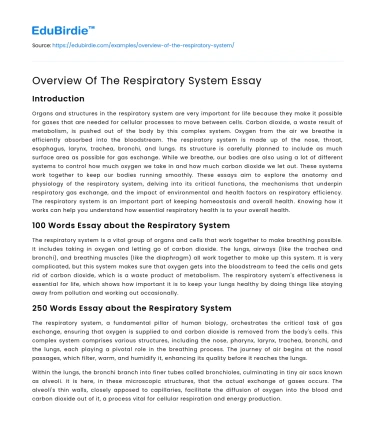 Overview Of The Respiratory System Essay