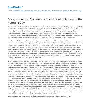 Essay about my Discovery of the Muscular System of the Human Body