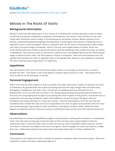 Mitosis In The Roots Of Garlic
