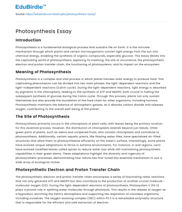 Photosynthesis Essay