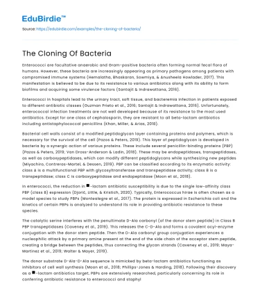 The Cloning Of Bacteria