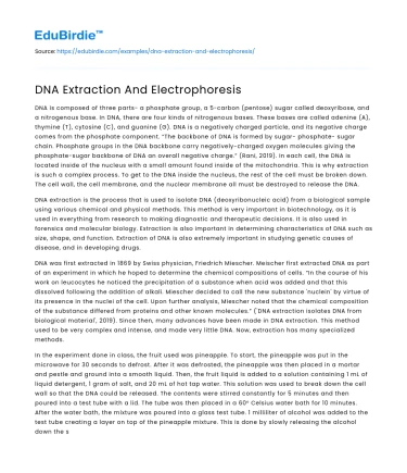 DNA Extraction And Electrophoresis