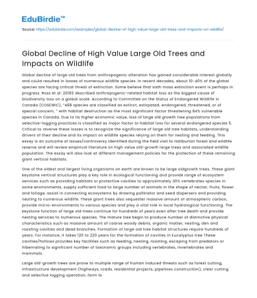 Global Decline of High Value Large Old Trees and Impacts on Wildlife