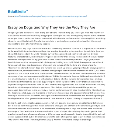 Essay on Dogs and Why They Are the Way They Are