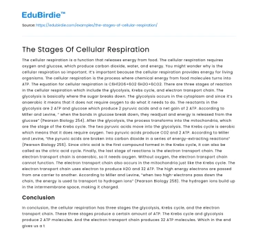 The Stages Of Cellular Respiration