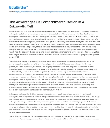 The Advantages Of Compartmentalisation In A Eukaryotic Cell