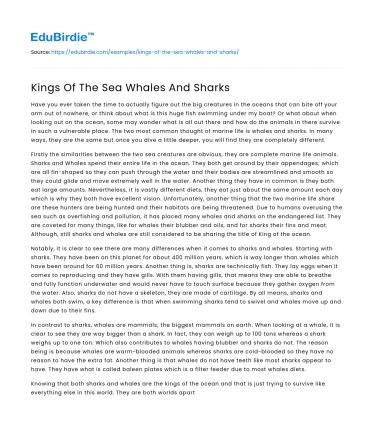 Kings Of The Sea Whales And Sharks