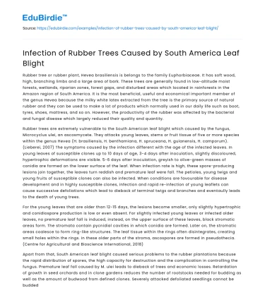 Infection of Rubber Trees Caused by South America Leaf Blight