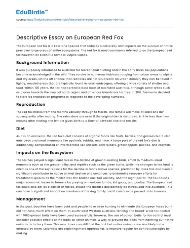 Descriptive Essay on European Red Fox